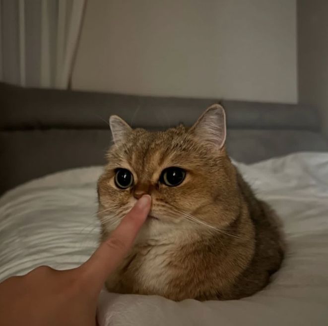 hush.png